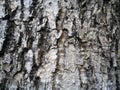 Bark of Elm. Seamless Tileable Texture Royalty Free Stock Photo