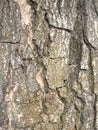 Bark of Elm. Seamless Tileable Texture Royalty Free Stock Photo