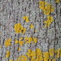 The Bark of the Elm Tree Is Covered with Fresh Yellow-Green and Last Year`s Gray Lichen, Presenting A Deep Relief Structure Royalty Free Stock Photo