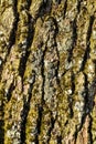 Bark of an English oak, Common oak, Quercus robur, Quercus pendunculata, with lichens and mosses