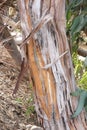 Eucalyptus Bark