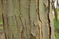 Bark falling of a tree Royalty Free Stock Photo