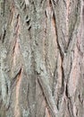 Bark on false acacia Robinia pseudoacacia