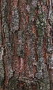 The bark of a forest pine