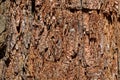 Bark of a giant sequoia, Sequoiadendron giganteum Royalty Free Stock Photo