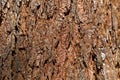 Bark of a giant sequoia, Sequoiadendron giganteum Royalty Free Stock Photo
