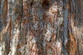 Bark of a giant sequoia, Sequoiadendron giganteum Royalty Free Stock Photo