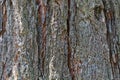 Bark of a giant sequoia, Sequoiadendron giganteum Royalty Free Stock Photo