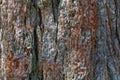 Bark of a giant sequoia, Sequoiadendron giganteum Royalty Free Stock Photo