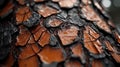 Bark, Glossy, Intricate, Close-Up of Charred Bark Texture on a Pine Tree After Fire Royalty Free Stock Photo