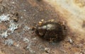 Bark-gnawing beetle, Thymalus limbatus, Trogossitidae on wood