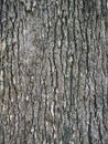 Bark of grevillea robusta southern silky oak tree