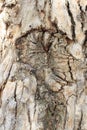 Bark gumtree Royalty Free Stock Photo