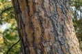 Bark of Italian Stone pine Pinus pinea. The brown bark texture of old tree as original natural texture for background Royalty Free Stock Photo