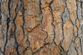 Bark of Italian Stone pine Pinus pinea. The brown bark texture of old tree as original natural texture for background Royalty Free Stock Photo