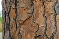 Bark of Italian Stone pine Pinus pinea. The brown bark texture of old tree as original natural texture for background Royalty Free Stock Photo