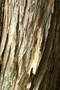 Bark of Japanese cedar Royalty Free Stock Photo