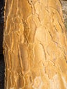 Bark of a Kokerboom or Quiver Tree Royalty Free Stock Photo