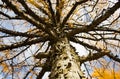 Bark of the larch and yellow needles on the tree Royalty Free Stock Photo