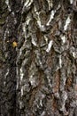 Bark on a large birch trunk