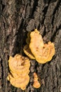 A sulfur-yellow tinder fungus on the trunk of an old tree.