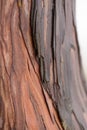 Bark layers of a Japanese red-cedar Royalty Free Stock Photo