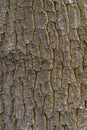 Bark of Lebanon Oak