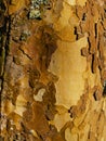 Bark, London Plane Tree, background Royalty Free Stock Photo