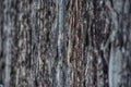 Pine bark background or texture