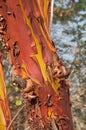 Bark on a madrona tree closeup