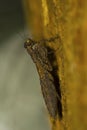 Bark mantis, Humbertiella indica. Aarey colony, Mumbai, Maharashtra