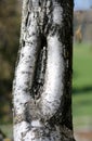 Bark of a mature birch with the shape like a vagina