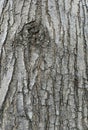 the bark of the mauni tree looks peeling