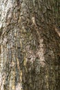 Bark of the Monkey Pod Tree Royalty Free Stock Photo