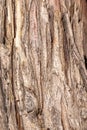 Bark of Monterey Cypress Royalty Free Stock Photo