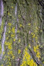 Bark and moss Royalty Free Stock Photo