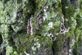 Bark with moss, lichen and mushrooms Royalty Free Stock Photo