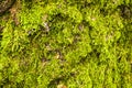 Bark and moss, wooden texture backround, brown and green tree ba Royalty Free Stock Photo