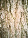 bark of a nice tree texture