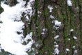 Bark of Norway maple covered with green moss and white snow in November Royalty Free Stock Photo