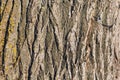 Bark of old big oak tree texture in black and white. Abstract background and texture for design. Royalty Free Stock Photo