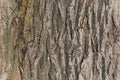 Bark of old big oak tree texture in black and white. Abstract background and texture for design. Royalty Free Stock Photo