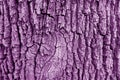 Bark of old big oak tree texture in purple tone Royalty Free Stock Photo