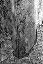 Bark of old big tree texture in black and white Royalty Free Stock Photo