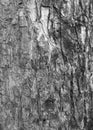 The bark of old big tree texture in black and white Royalty Free Stock Photo
