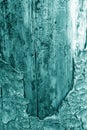 Bark of old big tree texture in cyan tone Royalty Free Stock Photo