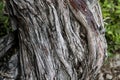 The bark of an old cypress close-up. Natural background Royalty Free Stock Photo
