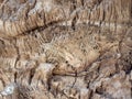 The bark of an old dry palm tree, closeup. Natural wooden background. Rough textured surface Royalty Free Stock Photo