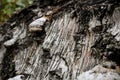 The bark of an old fallen birch covered Royalty Free Stock Photo