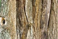 Bark of a old oak tree Royalty Free Stock Photo